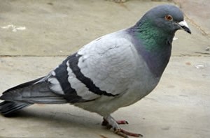 nuisible-desinsectisation-pigeons-captain-nuisible-1